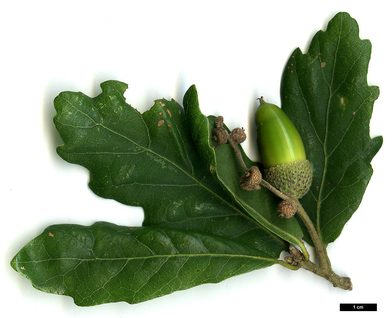 High resolution image: Family: Fagaceae - Genus: Quercus - Taxon: ×turneri - SpeciesSub: 'Pseudoturneri' (Q.ilex × Q.robur)